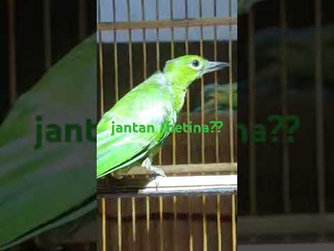 cucak ijo…ada yg tau jantan /betina ya.. #kicau mania