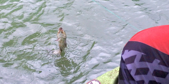 Umpan Air Tawar : Racikan Umpan Putih Lomba Ikan Mas