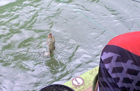 umpan-air-tawar-:-racikan-umpan-putih-lomba-ikan-mas