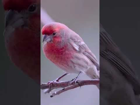 kicau mania #shortvideo #kicaumania #birds