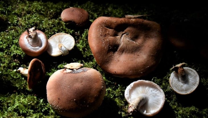 penemuan-indonesian-wild-shiitake-bukti-jutaan-spesies-jamur-di-ri-belum-terungkap