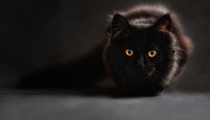 mitos-kucing-hitam,-dari-tanda-kesialan-hingga-bisa-memiliki-arti-pembawa-keberuntungan