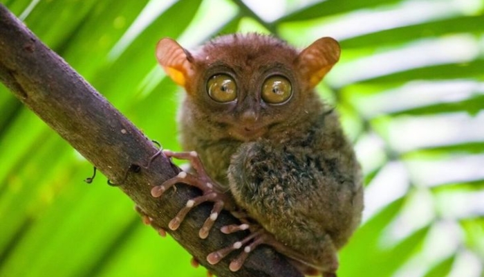 pakar-ipb-university:-14-dari-15-spesies-tarsius-dunia-ada-di-indonesia