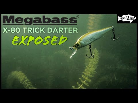 A Look at the Megabass X-80 Trick Darter