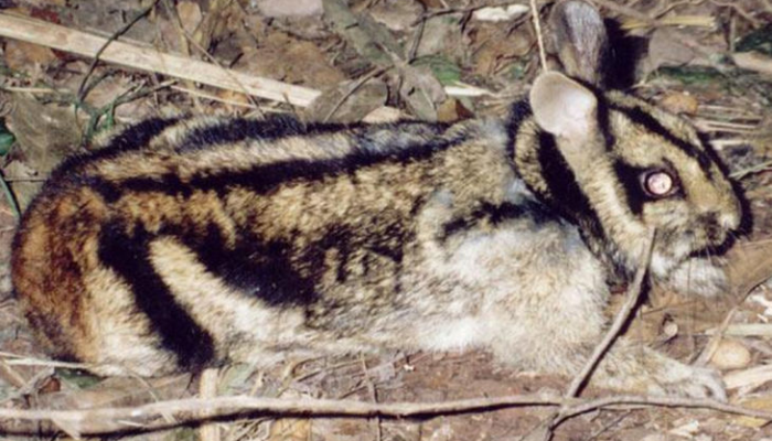 kelinci-belang-sumatra-yang-super-langka-tertangkap-kamera-peneliti-unp-padang