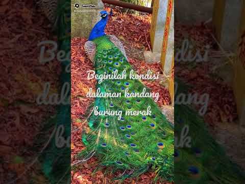 burung#merak beginilah kondisi didalam kadangnya#shorts#fyp#kicau mania#yutubeey hp#part25