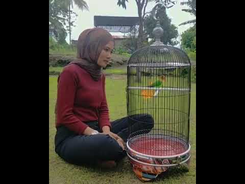 #lovebird Story wa,kicau mania  lovebird cantek
