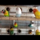 KICAU MANIA LOVE BIRD