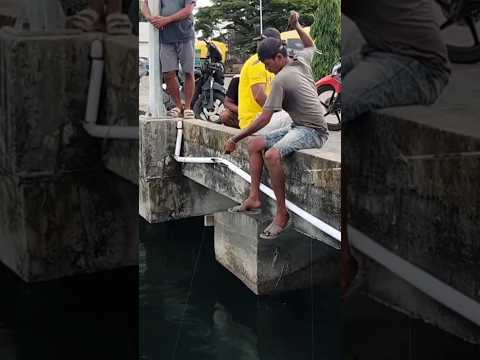 Resiko Mancing di Dermaga Kapal Yang Bikin Kesal #shorts #shortvideo #short #shortsvideo