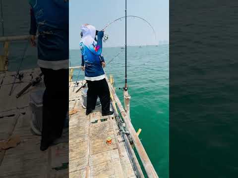 Wow mancing monster besar #fishing #predatorrawa #bassfishing #mancingrawa #vidioshort #shortvideo