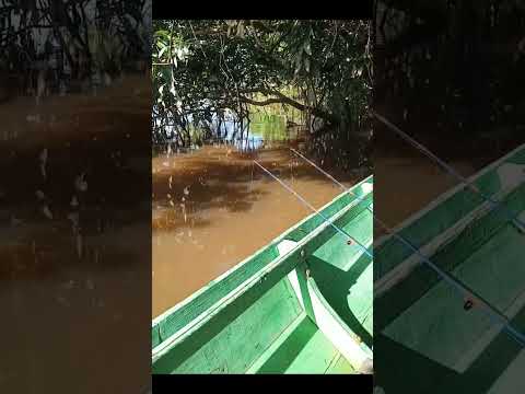 Review Mancing udang pagi hari bang angler#fishing #mancing #udang #mancingmania