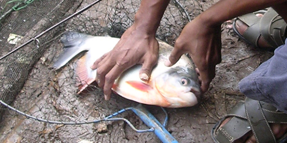 Umpan Air Tawar : Racikan Umpan Mancing Bawal Harian