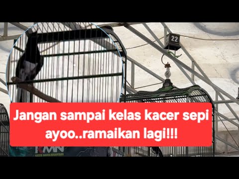 Jangan sampai kelas kacer sepi,mari kicau mania kita ramaikan lagi kelas hitam putih