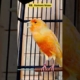 kicau mania || kenari mania || pancingan kenari || canaries singing | canary singing | canario belga