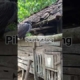 #Kicau mania #Pikat kutilang #fypシ゚viral #fypシ゚viral #birds