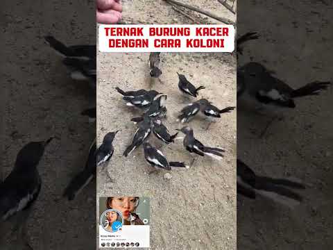 Ternak burung Kacer poci#burung #kicaumania #kicaumaniaindonesia #lovebird #kenari #burungkicau #fyp