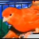 OBB Kicau Mania 10 Second