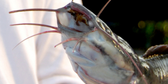 Sekilas Tips Mancing Lele, Habitat, Umpan & Perangkat Pancing