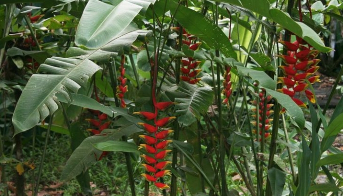 mirip-capit-udang!-inilah -heliconia,-bunga-tropis-kerabat-pisang-pisangan