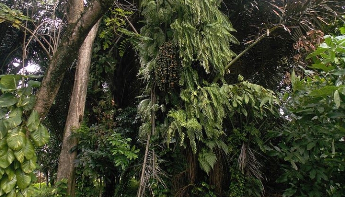 taman-hutan-raya-pancoran-mas,-cagar-alam-tertua-di-indonesia-yang-sudah-ada-sejak-abad-17