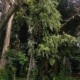 taman-hutan-raya-pancoran-mas,-cagar-alam-tertua-di-indonesia-yang-sudah-ada-sejak-abad-17