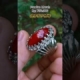 Pandan Merah #shortsvideo #shorts #batupandan #pandanmerah #indonesia #malaysia #singapore