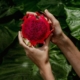 6-manfaat-buah-naga-untuk-kesehatan-yang-perlu-diketahui