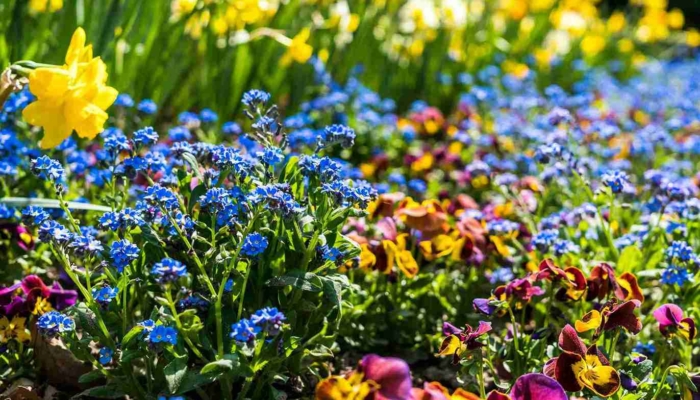makna-bunga-forget-me-not-yang-jarang-diketahui