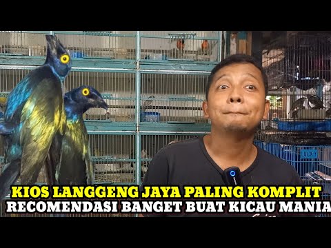 RECOMENDASI BUAT KICAU MANIA!! HARGA BURUNG DI PASAR BURUNG PRAMUKA HARI INI DIKIOS LANGGENG JAYA