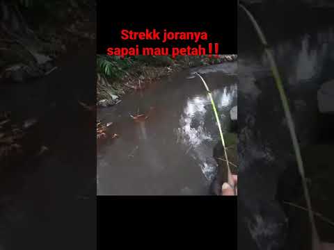 strekk joran sampai mau patah|mancing ikan wader