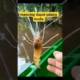 mancing dapat udang muda#fishing #mancingmania #shorts #subscribe #udang#ikan