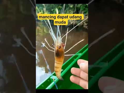 mancing dapat udang muda#fishing #mancingmania #shorts #subscribe #udang#ikan