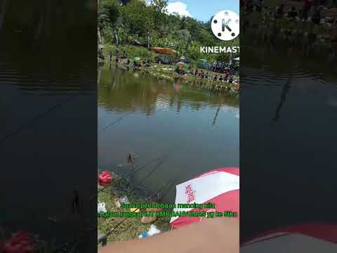 LOMBA MANCING IKAN NILA, DI BANYUMAS #shorts