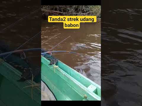 Mancing strek udang babon#fishing #mancing #mancingmania #udang #shorts #subscribe