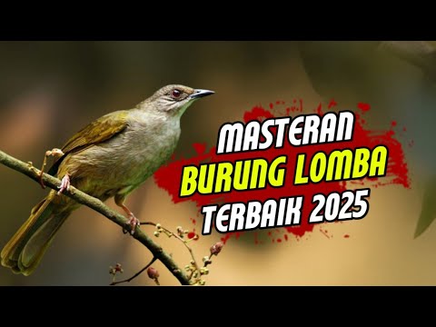 MASTERAN PARA KICAU MANIA SUARA JERNIH TEMBAKAN TAJAM UNTUK BURUNG LOMBA