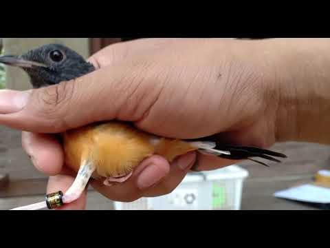 Murai Batu Betina Ring JMJK Pastol Dokor/Dorong Ekor meluncur ke Bos Andi di kota Tangerang makasih