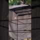 KENARI GACOR 7 #kicaumania #galerikenariindonesia #viral #kenari #kenari3in1 #viralvideo #birds