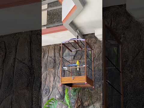Kenari Gacor 11 #kicaumania #galerikenariindonesia #viral #kenari #kenari3in1 #kicaumanianusantara