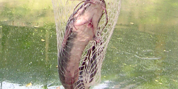 Umpan Air Tawar : Racikan Umpan GT Lele Induk Media Cacing Sutera