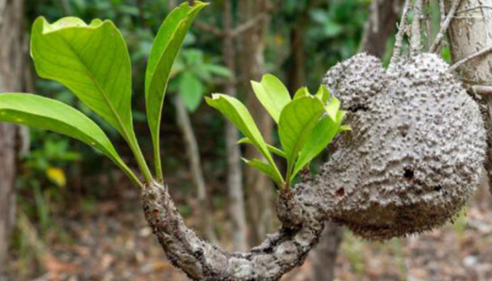 harmoni-alam-dan-perempuan-batu-busuk:-kisah-pengobatan-herbal-yang-diwariskan-turun-temurun