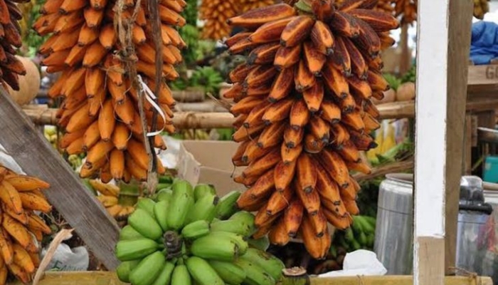 pisang-tongka-langit,-pisang-raksasa-endemik-papua-yang-kaya-nutrisi