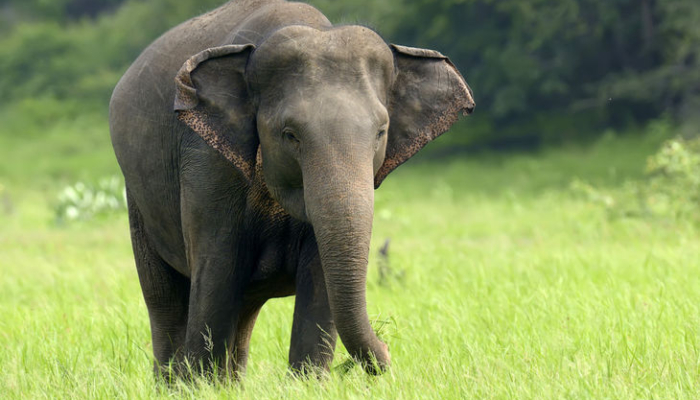 hari-gajah-sedunia:-sejarah-dan-makna-untuk-melindungi-gajah-dari-kepunahan