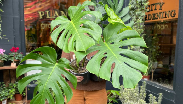 tanaman-hias-monstera-masih-jadi-primadona,-apa-alasannya?