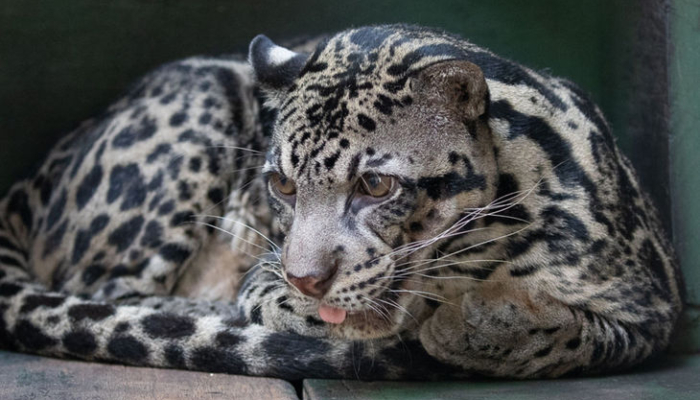 kucing-liar-endemik-indonesia,-simbol-kekayaan-genetik-yang-harus-dilestarikan