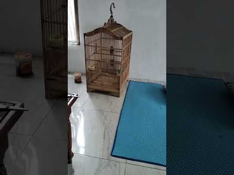 Kicau mania burung murai batu#@yuswandijalakharupat2025