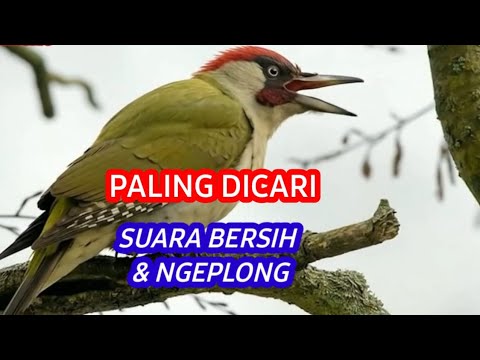 Suara Burung Masteran Satu Jalur, Paling Dicari Kicau Mania