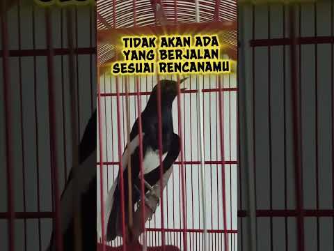 SEMUA HANYA BISA MERENCAKAN #kacer #burung #birds