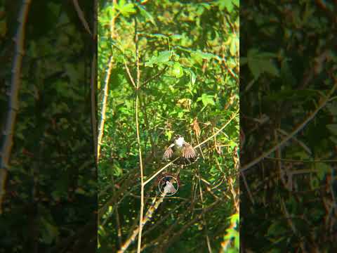 Poin nya super BiG#burung #kicaumania #pikatkutilang #birds #kutilang