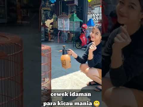 wanita idaman para kicau mania nih.. #shorts