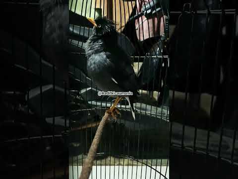 Jalak kebo jinak gacor door #shortvideo #Fyp #Viral #reels #jalakkebogacor #Bird #kicaumania